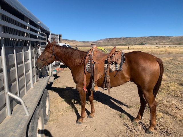 “Pop” Sorrel 6 year old Registered Quarter Horse Gelding, 15.3 hands