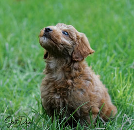 puppy looking up