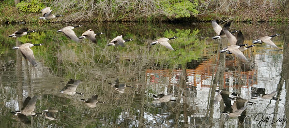 geese flying low over pond