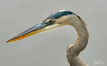 blue herring