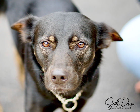dog portrait