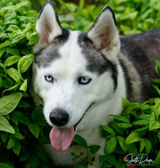 husky portrait