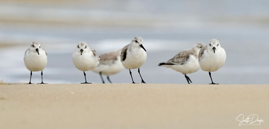 birds on the beach