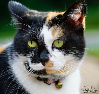 cat portrait