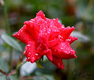 red flower