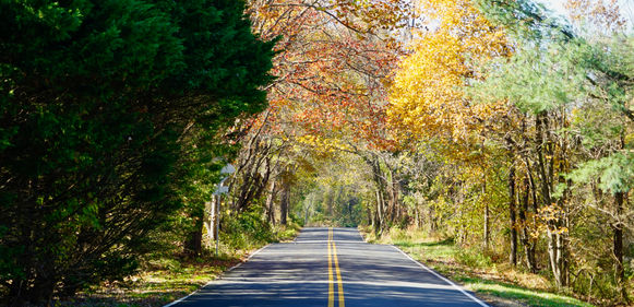 fall trees surrounding road