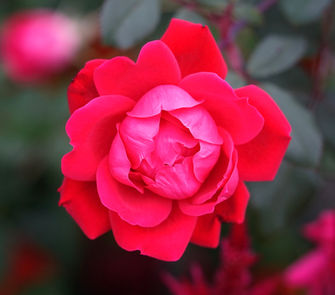 red flower