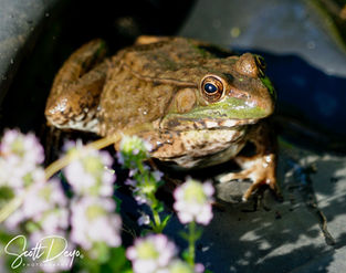 frog portrait