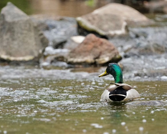 duck in stream