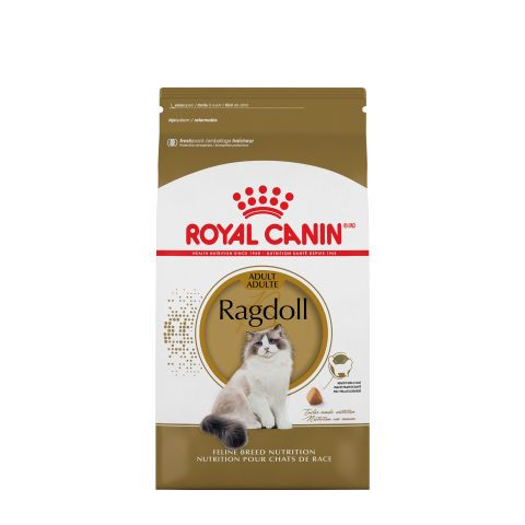 Ragdoll