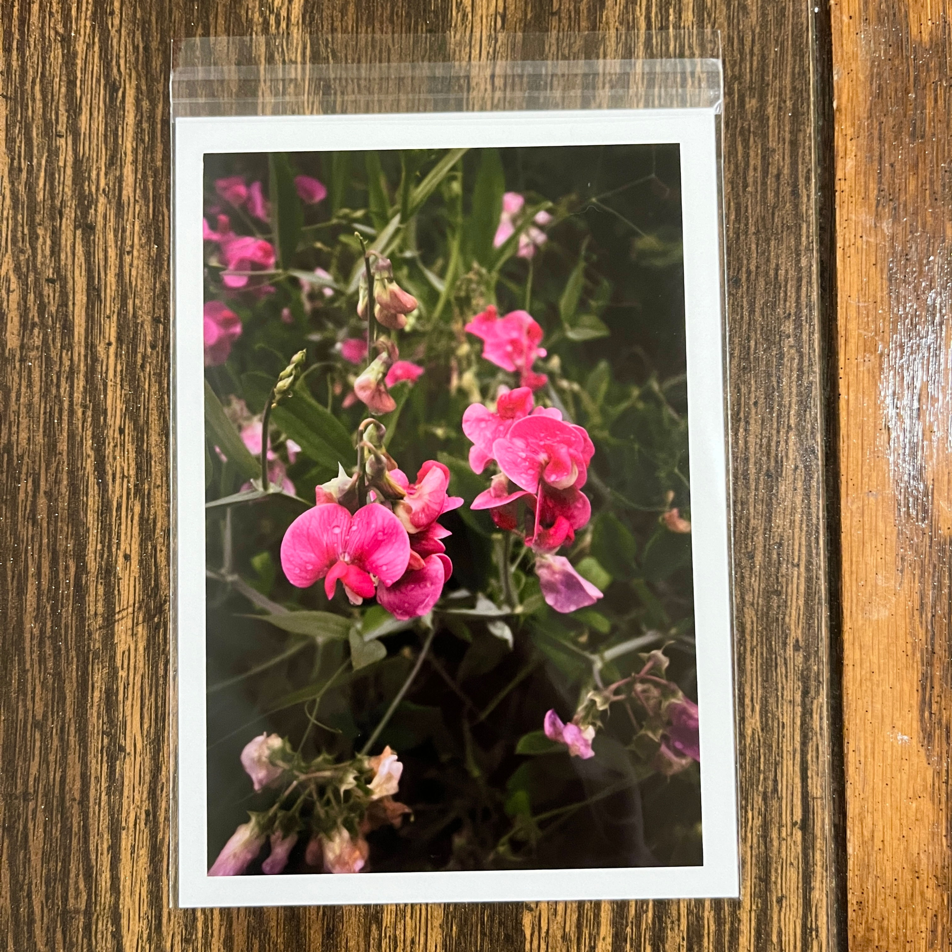 Everlasting Pea Print
