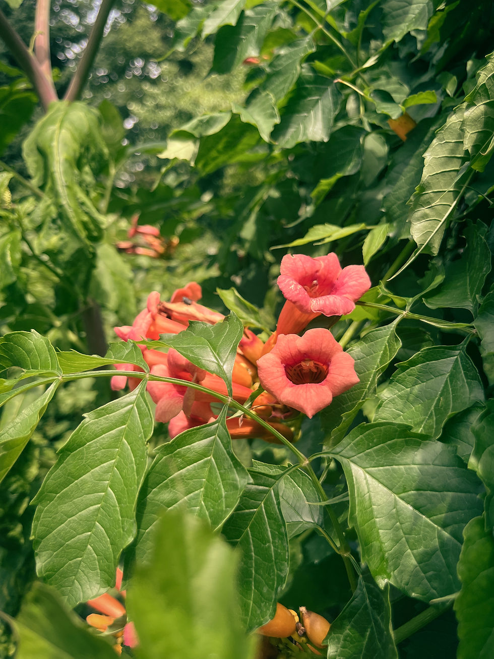 Thumbnail: Trumpet Creeper Print
