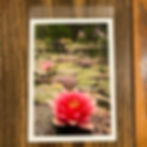 Thumbnail: Water Lilies Print