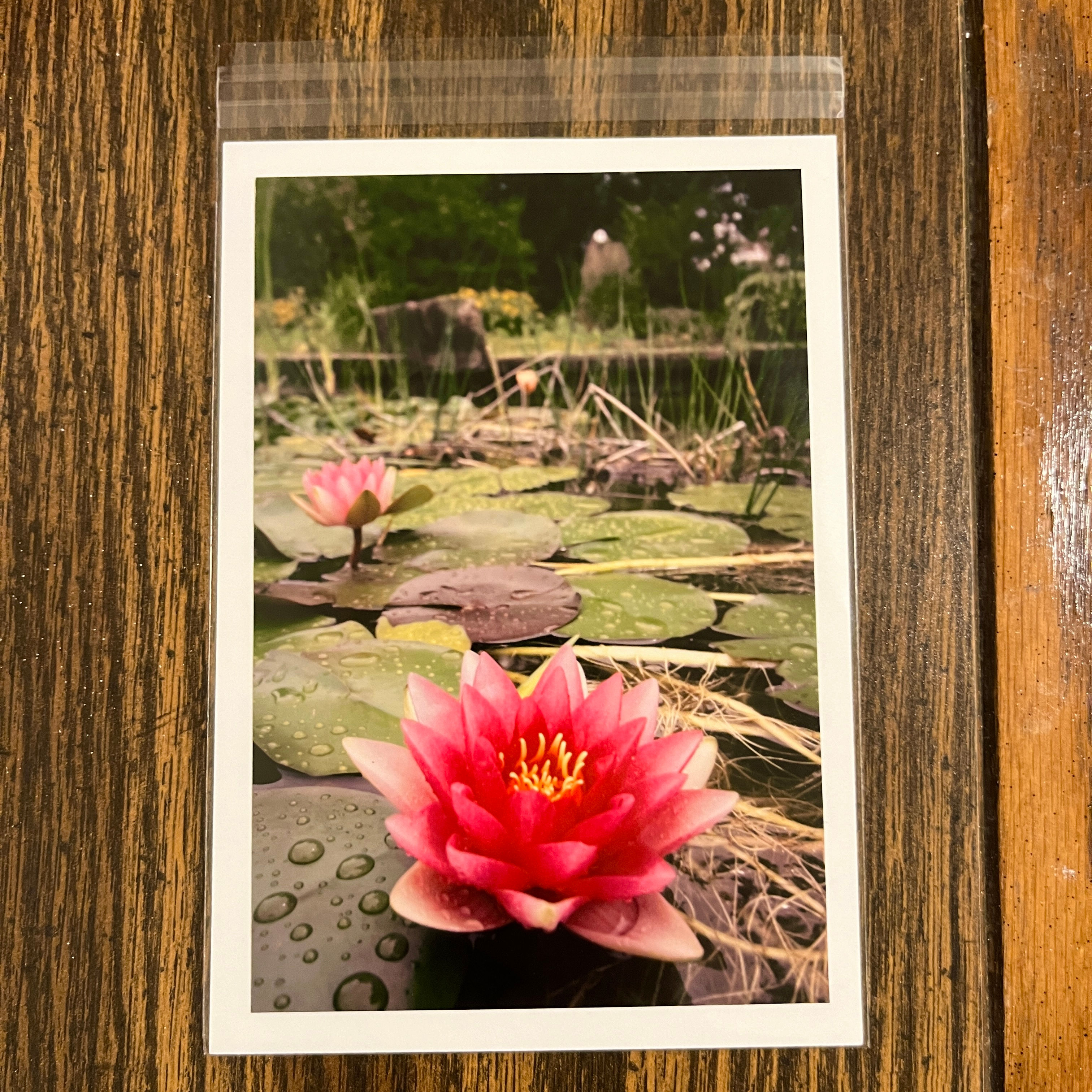 Water Lilies Print
