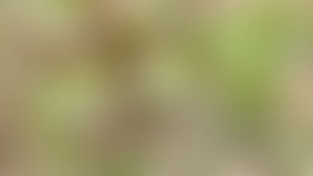 Bird with black crest and red tail perches on a branch, surrounded by vibrant green leaves, set against a blurred natural background.