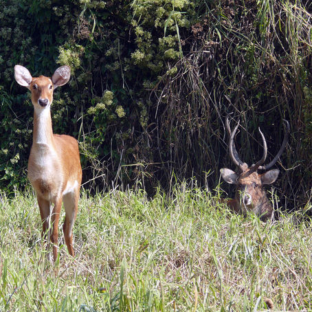 Deer and stag in a lush, green grassy field with dense foliage. The deer stands alert while the stag rests partially hidden. Peaceful scene.