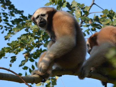 Two gibbons with beige and brown fur sit on a tree branch surrounded by green leaves against a clear blue sky.