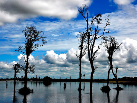 Bare trees stand in a calm lake under a dramatic sky with scattered clouds. Reflections mirror the trees, creating a serene, moody scene.