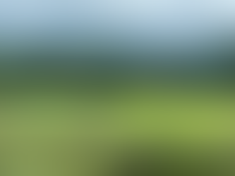 A One Horned Rhino grazing among greenery of the forests of Kaziranga National Park.