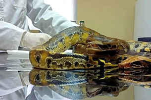 🐍 Rescatan en Mendoza dos pitones exóticas traficadas ilegalmente desde Chile