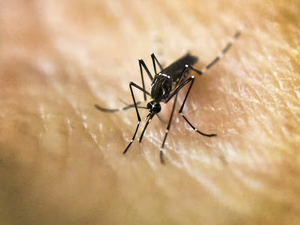 🦟 Alerta sanitaria: el chikungunya crece en el país y comienza a desplazar al dengue