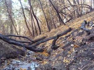 🔥 Un estudio reveló que los incendios forestales modificaron la calidad del agua en la Patagonia