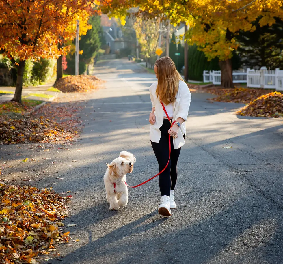 Thumbnail: 4-in-1 Wide Convertible Hands Free Cloud Dog Leash Cherry Red