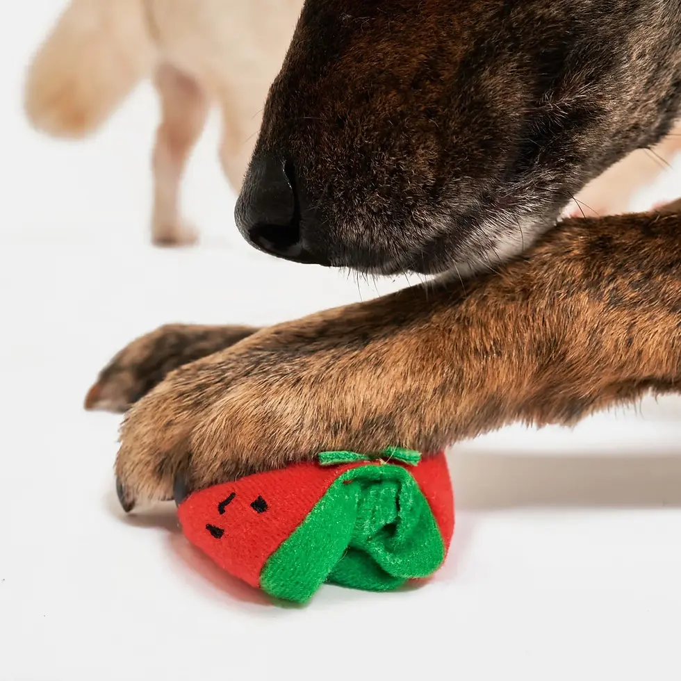 Thumbnail: Cherry Tomato Nose Work & Tug Toy
