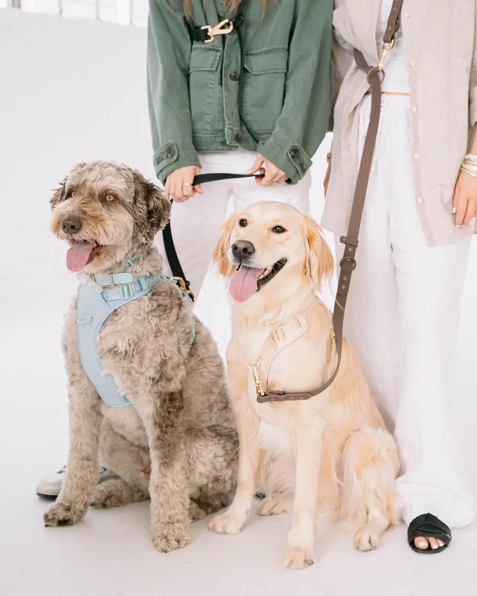 Thumbnail: Hands Free Leash in Espresso