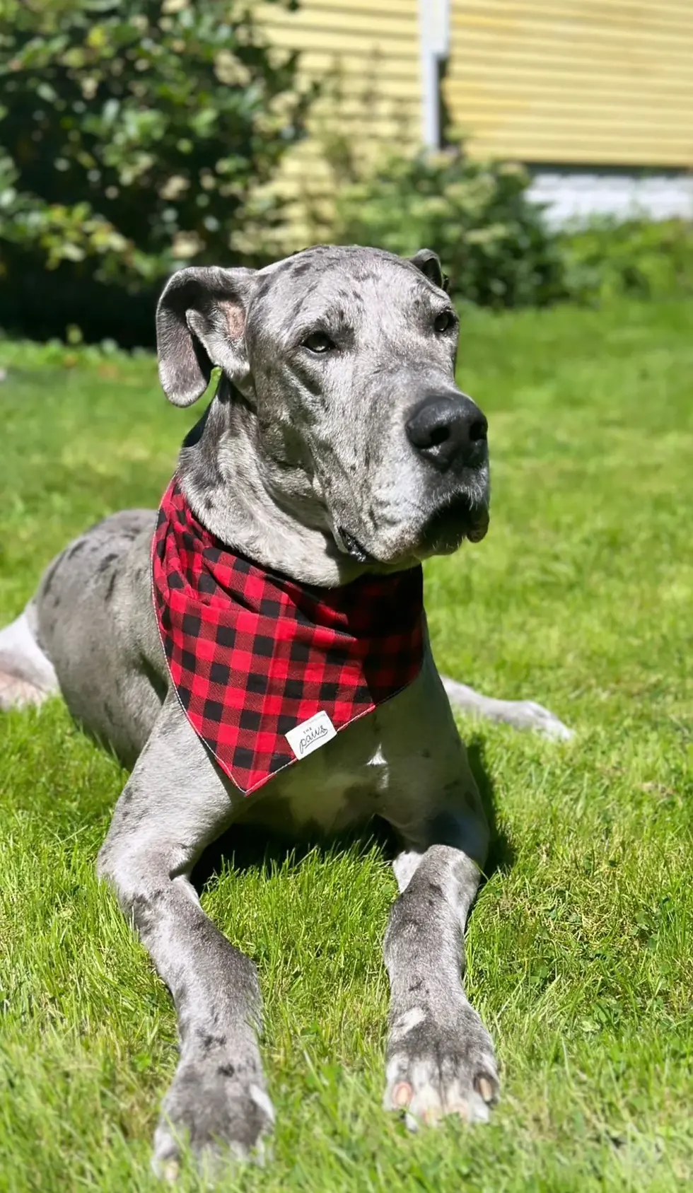 Thumbnail: Whiskey Dog Bandana