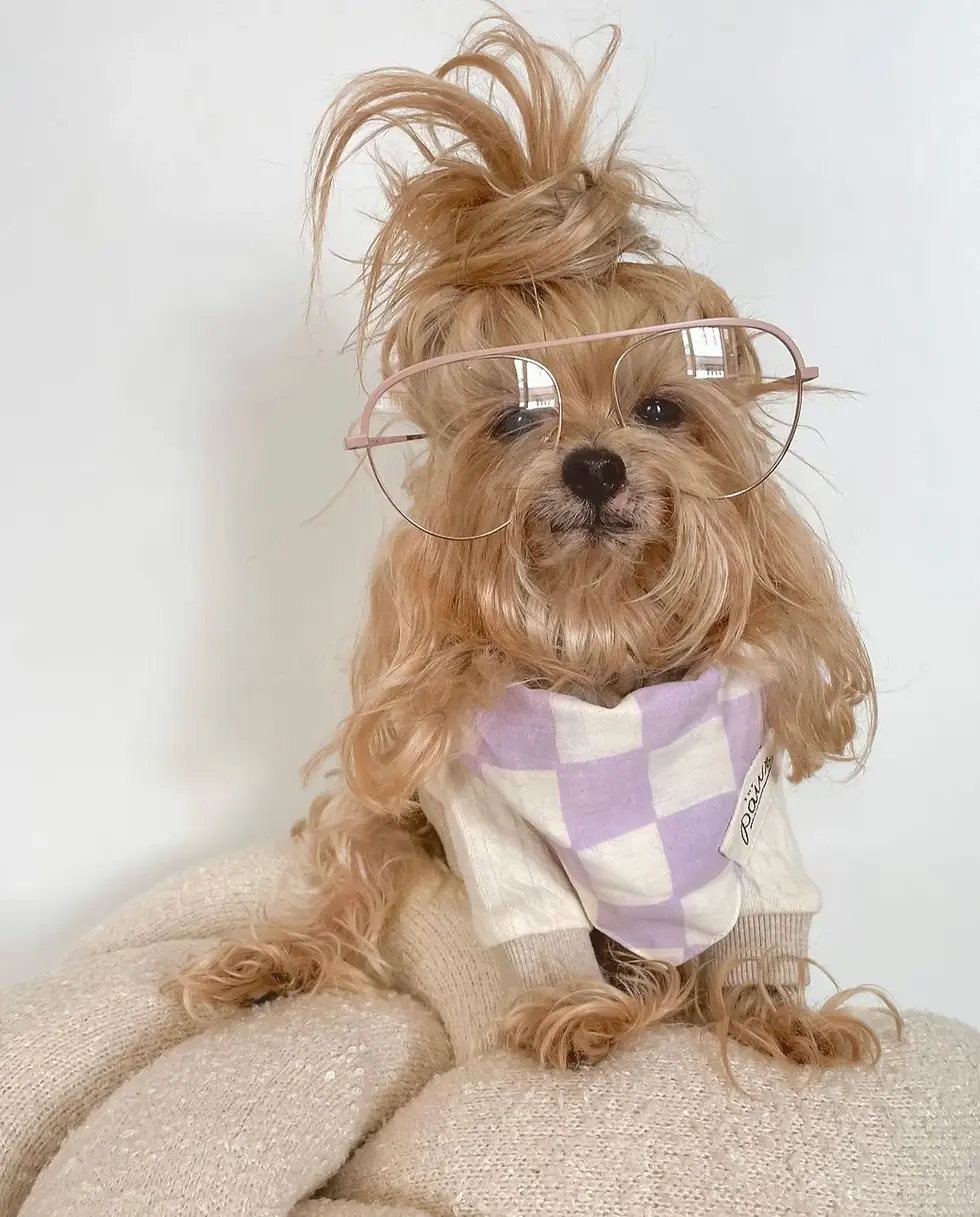 Thumbnail: Bishop Dog Bandana