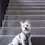 Thumbnail: FuzzYard Life - Cotton Step In Harness - Myrtle Green L