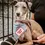 Thumbnail: Good Girl Iron-On Patch For Dogs