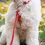 Thumbnail: Cherry Red Cloud Lite Dog Harness Medium