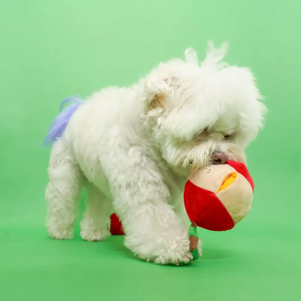 Thumbnail: Apple Nosework Toy