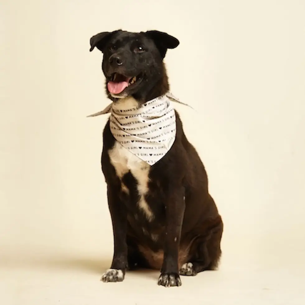 Thumbnail: Mama's Girl Dog Bandana