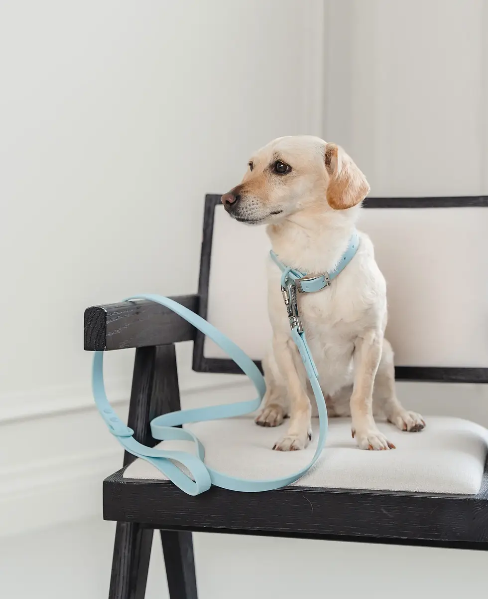 Thumbnail: Waterproof Dog Collar in Sky Blue XL