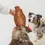 Thumbnail: Maple Syrup Enrichment Lick Mat