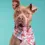 Thumbnail: Blossom Dog Bandana L