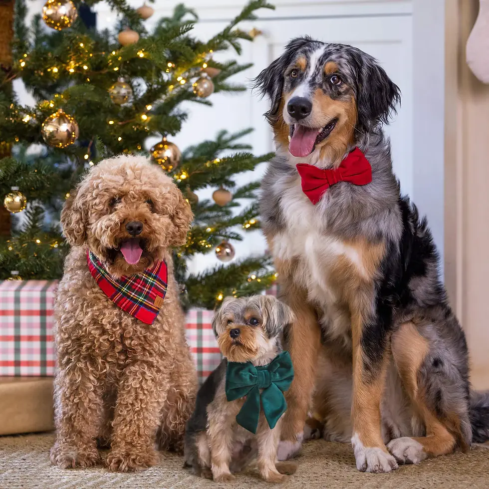 Thumbnail: Cranberry Velvet Dog Bow Tie