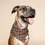 Thumbnail: Stratford Dog Bandana M