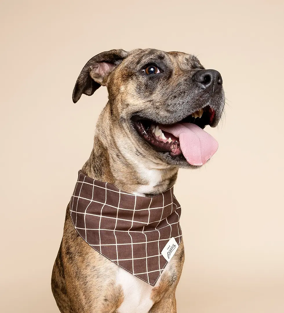 Thumbnail: Stratford Dog Bandana