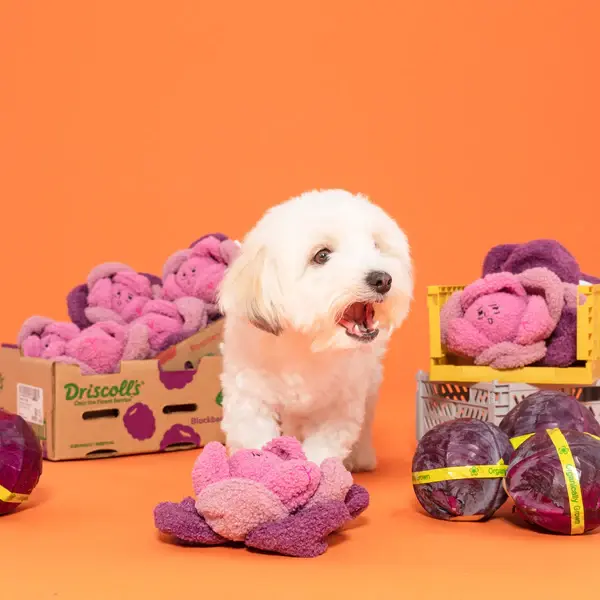 Thumbnail: Red Cabbage Nose Work Toy