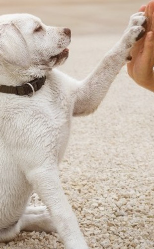 dog-giving-paw-cropped.jpg