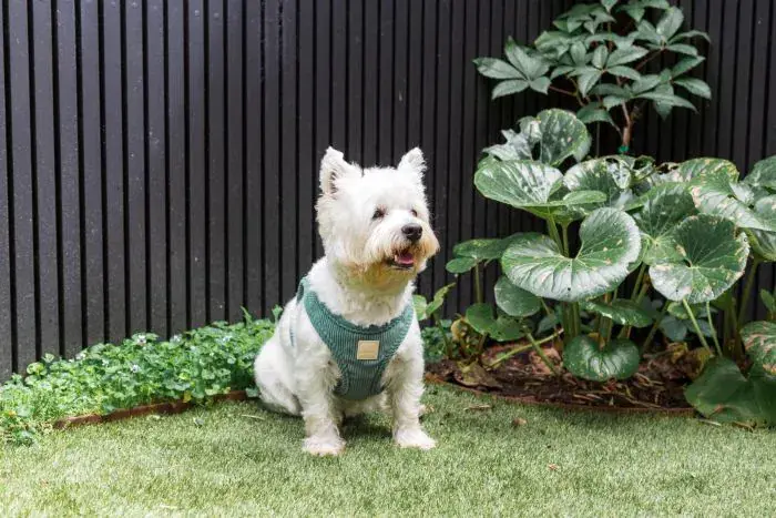 Thumbnail: FuzzYard Life Corduroy Step In Harness- Myrtle Green L