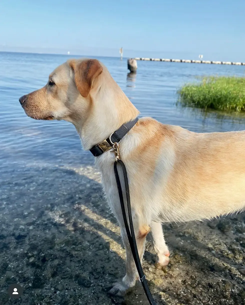 Thumbnail: Ember Black 4-in-1 Wide Convertible Hands Free Cloud Dog Leash
