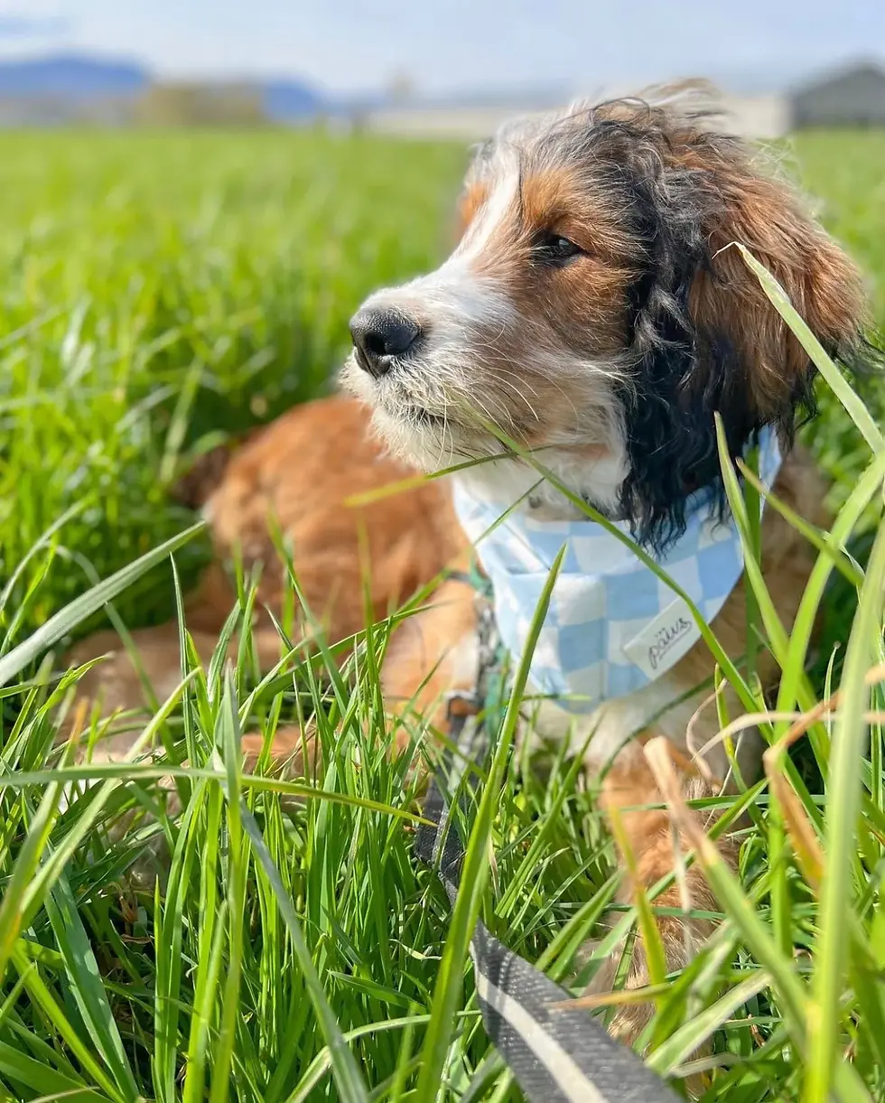 Thumbnail: Knight Dog Bandana
