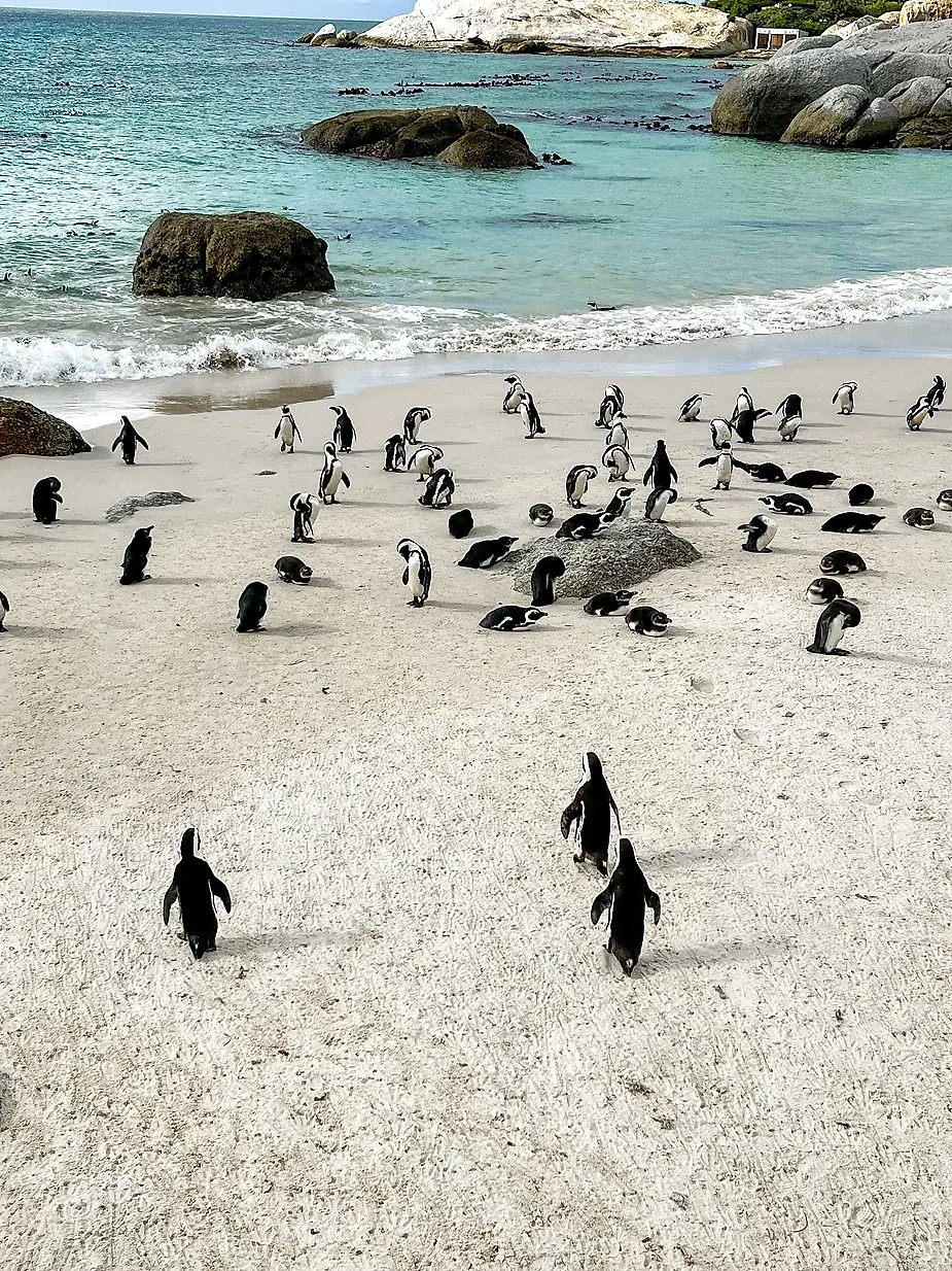 Penguins