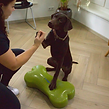 Dierfysiotherapie, dierfysio, rikkert dierfysiotherapie, hond, paard