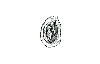 CHANKILLO_MAPSKETCH_04.jpg